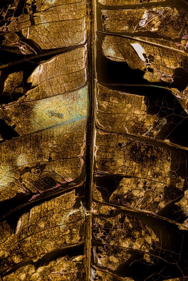 Folha dourada